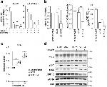 CD184 (CXCR4) Antibody in Flow Cytometry (Flow)