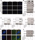 Hepatitis C Virus NS5a Antibody in Immunocytochemistry (ICC/IF)