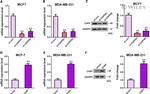 CHPF Antibody in Western Blot (WB)