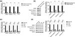 IL-18 Antibody in Western Blot (WB)