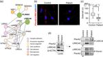 Plexin A2 Antibody in Western Blot, Immunocytochemistry, Immunoprecipitation (WB, ICC/IF, IP)