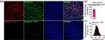 TRPV1 Antibody in Immunohistochemistry (IHC)