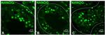 Nanog Antibody in Immunohistochemistry (IHC)