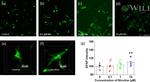 GFAP Antibody in Immunocytochemistry (ICC/IF)