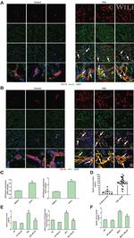 Apelin Receptor Antibody in Immunohistochemistry (IHC)