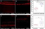 HIF1A Antibody in Immunocytochemistry (ICC/IF)