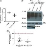 CD63 Antibody in Western Blot (WB)