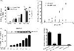 Annexin A1 Antibody in ELISA (ELISA)