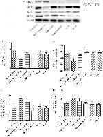 SLC22A12 Antibody in Western Blot (WB)