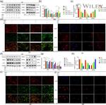 NCOA4 Antibody in Western Blot (WB)