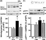 p47phox Antibody in Western Blot (WB)