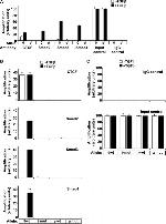 SMAD3 Antibody in ChIP Assay (ChIP)