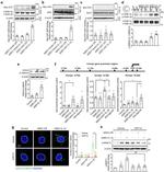 beta Catenin Antibody in ChIP Assay (ChIP)