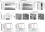 Alix Antibody in Western Blot (WB)