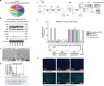 Alix Antibody in Western Blot (WB)