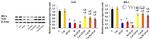 Nrf2 Antibody in Western Blot (WB)