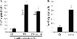 IL-6 Antibody in Neutralization (Neu)