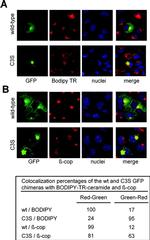 beta COP Antibody in Immunocytochemistry (ICC/IF)