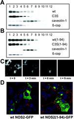 beta COP Antibody in Western Blot (WB)