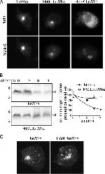 Furin Antibody in Immunocytochemistry (ICC/IF)