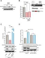 SRSF3 Antibody in Western Blot (WB)