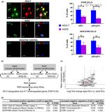 p21 Antibody in Immunocytochemistry (ICC/IF)