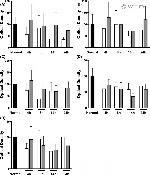 Claudin 3 Antibody in Western Blot (WB)