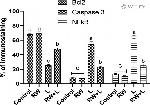 Caspase 3 Antibody in Immunohistochemistry (IHC)