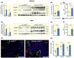 NFAT5 Antibody in Immunocytochemistry (ICC/IF)