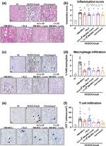 F4/80 Antibody in Immunohistochemistry (IHC)