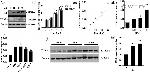 Actin Antibody in Western Blot (WB)