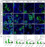 Cytokeratin 7 Antibody in Immunohistochemistry (IHC)