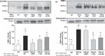 Calsequestrin Antibody in Western Blot (WB)