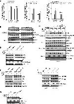 p53 Antibody in Western Blot (WB)