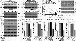 Phospho-p53 (Ser20) Antibody in Western Blot (WB)