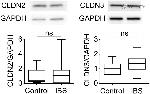 Claudin 3 Antibody in Western Blot (WB)