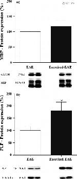 PLP1 Antibody in Western Blot (WB)