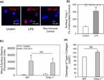 TIMP1 Antibody in Immunocytochemistry (ICC/IF)