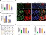 Lamin B2 Antibody in Immunohistochemistry (IHC)