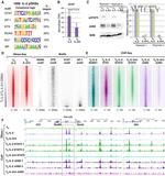 JunD Antibody in Western Blot (WB)