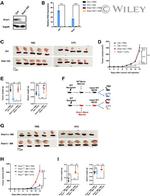 IFNAR1 Antibody in Western Blot (WB)