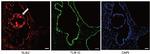 TLR10 Antibody in Immunocytochemistry (ICC/IF)