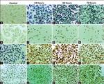 Caspase 3 Antibody in Immunocytochemistry (ICC/IF)