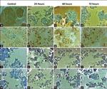 Caspase 3 Antibody in Immunohistochemistry (PFA fixed) (IHC (PFA))