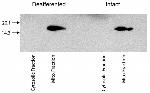 Cytochrome C Antibody in Immunoprecipitation (IP)