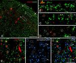 nNOS Antibody in Immunohistochemistry (IHC)