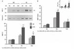 Calsequestrin Antibody in Western Blot (WB)