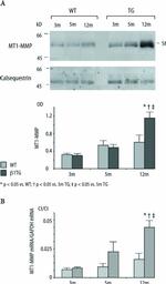 Calsequestrin Antibody in Western Blot (WB)