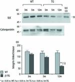 Calsequestrin Antibody in Western Blot (WB)