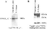 14-3-3 Pan Antibody in Western Blot (WB)